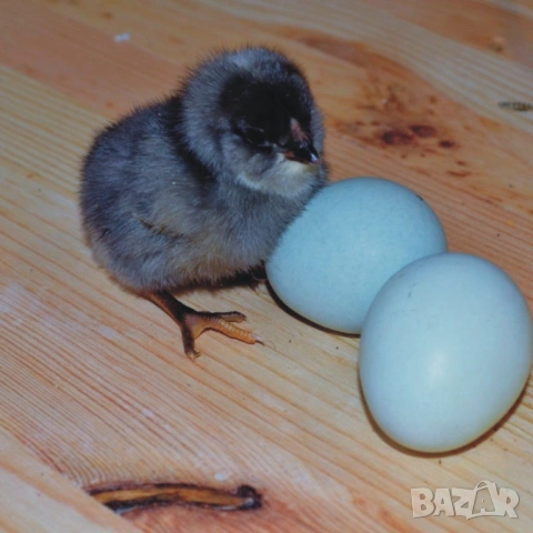 оплодени и проверени Яйца АМРОК -Разплодни яйца за люпене от кокошки породата Амрок