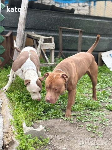 Питбулчета за продажба! 🐾 , снимка 17 - Питбул - 52518976