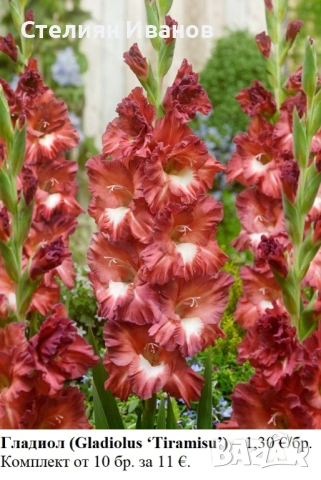 Гладиол (Gladiolus ‘Tiramisu’) - грудки