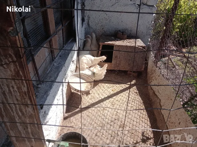 Бял Легхорн ярки на 5месеца , снимка 4 - Кокошки и пуйки - 50245052