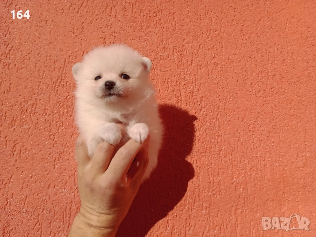 Бели Померани. Реални снимки от 29.12.25 г. , снимка 11 - Померан - 52908974