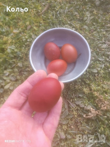 Разплодни яйца от Черен мед Маран, снимка 9 - други­ - 32314297