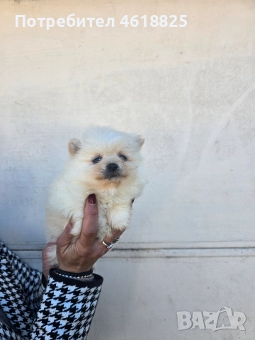 Померани, снимка 3 - Померан - 52948761