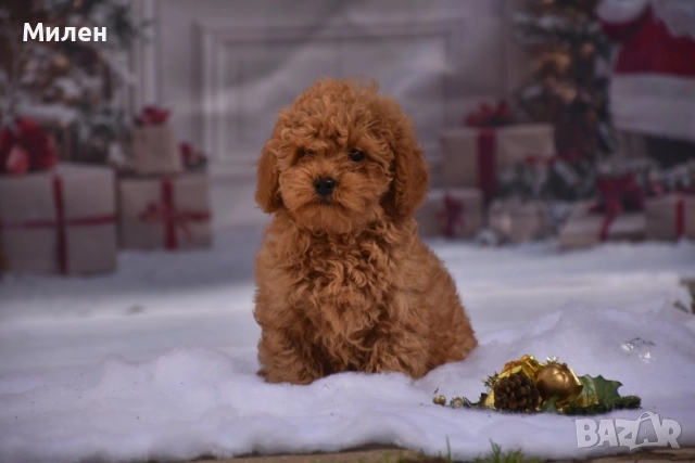 Той пудел (Toy poodle), снимка 8 - Пудели - 52534062