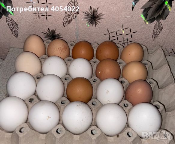 Домашни оплодени яйца , снимка 1 - други­ - 45559370
