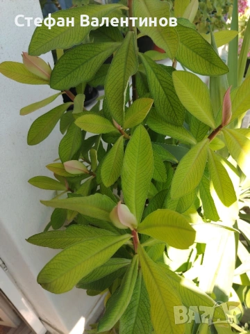 Еуфорбиякаучукова- саксийно растение. , снимка 10 - Градински цветя и растения - 51625139