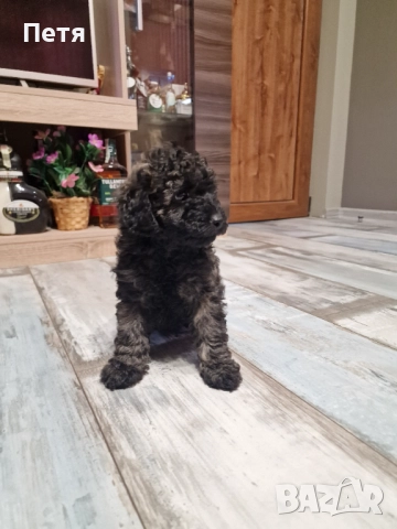Пудел мини момче, снимка 10 - Пудели - 52651544
