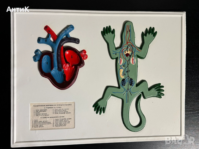 Соц Учебни Табла Помагала по Биология, снимка 7 - Антикварни и старинни предмети - 52516194