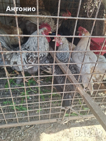 селски кокошки и пилета , снимка 5 - Кокошки и пуйки - 54157196