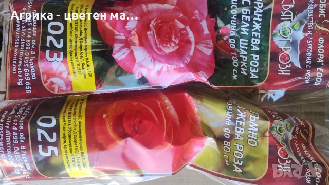 РОЗИ корени НОВО ЗАРЕЖДАНЕ от лицензиран разсадник , снимка 16 - Градински цветя и растения - 42675882