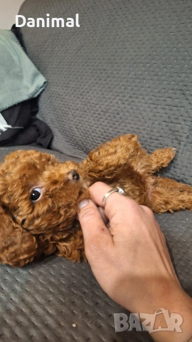 пуделчета той/ момче и момиче/toy poodle, снимка 5 - Пудели - 53581267