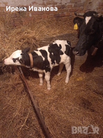 Продавам мъжко теле новородено, снимка 3 - Крави - 52616479