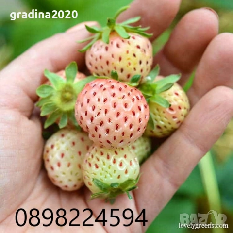 Бяла ягода - ананасова 