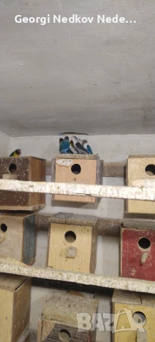 Продавам маскови неразделки, снимка 3 - Папагали - 50566248