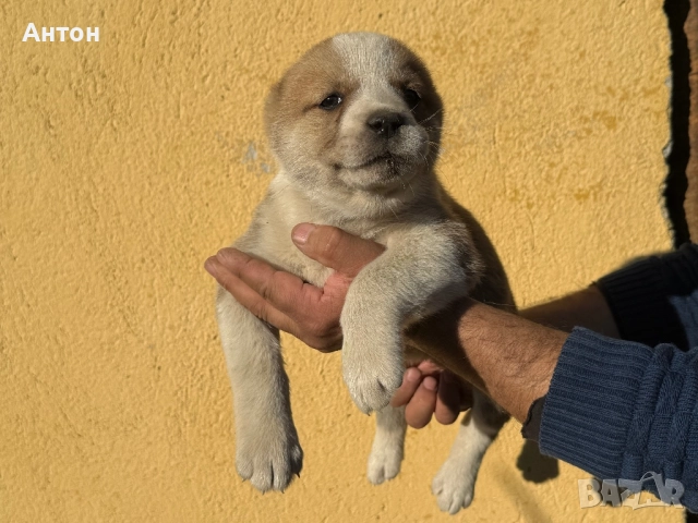 Алабай (Средно Азиатска овчарка), снимка 4 - Алабай - 52940508