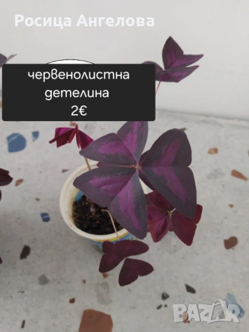 Детелина червенолистна, снимка 5 - Стайни растения - 52615402