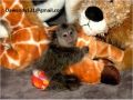 Приятелски малки маймуни мармозетки за продажба, снимка 1 - Други - 45368830