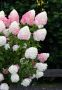 Хортензия Пиникулата Розова Роза, Hydrangea pan. PINK & ROSE, снимка 3