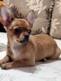 Уникално Мъжко Шоколадово Чихуахуа , снимка 5