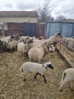 Продавам овце с техните малки, снимка 1