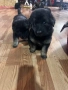 Продавам кучета, снимка 9