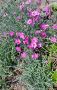 Карамфил , снимка 1 - Градински цветя и растения - 45624237