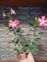 Голям адениум(пустинна роза), снимка 1 - Стайни растения - 45332079