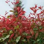 Фотиния Ред Робин, Photinia fr. Red Robin, снимка 3