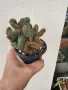Кактуси по 10 лв, снимка 1