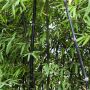 100 бр. бамбукови семена - Phyllostachys nigra - Издръжлив рядък вид вечнозелен черен бамбук, снимка 16