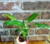 Цвете Spathiphyllum orange ("женско щастие"), снимка 5