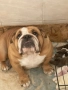 Английски булдог, снимка 3