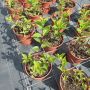 Хортензия Кандилайт, Hydrangea paniculata Candlllight за супер слънце!!, снимка 4