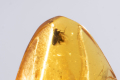 Полиран балтийски кехлибар с насекомо 1.6ct, снимка 1 - Други ценни предмети - 45012874
