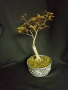 бонсай японски клен bonsai Acer palmatum , снимка 2