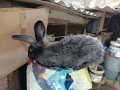 Продавам мъжки заек на година и половина , снимка 2