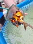 Продавам Езерни златни рибки, снимка 4