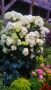 Картоп, снимка 1 - Градински цветя и растения - 45160289