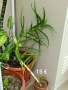  Дифенбахия, Сентполия, Алое вера, снимка 15
