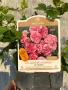🌹 РОЗА 🌹 LES QUATRE SAISONS® Meifafio , снимка 7