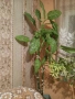 Продавам Дифенбахия, снимка 3
