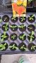 Кичест Невен , снимка 1 - Градински цветя и растения - 45430104