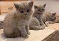 Британски Късокосмести котенца, снимка 4
