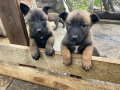 Продавам Белгийски овчарки, снимка 1