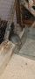 Чилийска катерица дегу, снимка 2