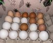Домашни оплодени яйца 