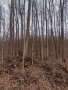 Гора за продан стояща с позволително 120 кубика и 8 Д с земята, снимка 2