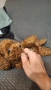 пуделчета той/ момче и момиче/toy poodle, снимка 5