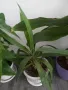 Фикус,бенджамин ,кактуси,юка,замиокулкас  и др.едри цветя, снимка 13