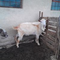 Продавам коч и козел , снимка 2 - Овце - 45448146